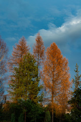 yellow aspen trees in autumn