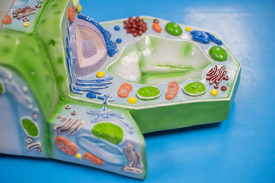 Model of plant cell in laboratory for education.