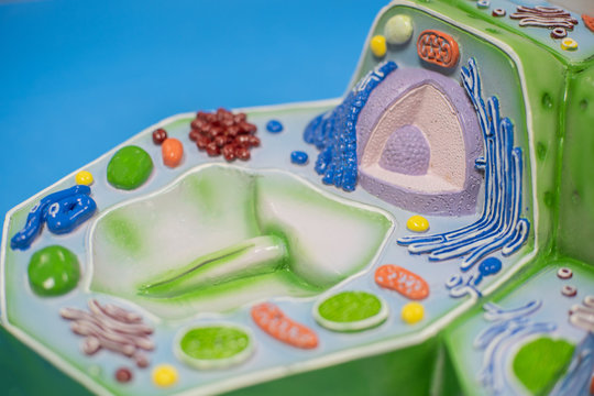 Model of plant cell in laboratory for education.