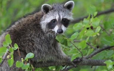 Fototapeta premium raccoon in tree with a smile