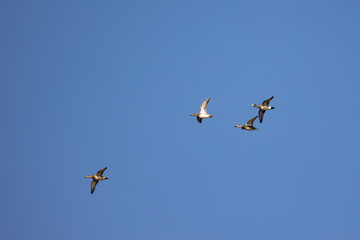 Group of American widgeons migrating south for winter - Mareca americana