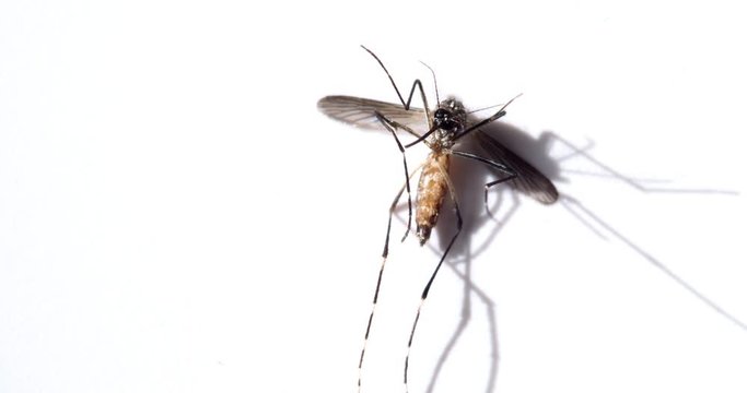 macro close up mosquitoes insect dead on white background.