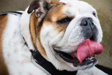 Fototapeta premium English Bulldog