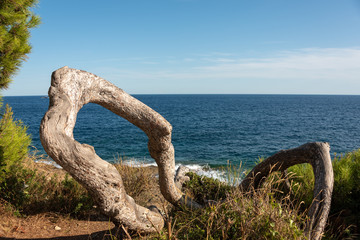 Fototapeta premium Old weathered branch at the sea shore. Saint-Jean-Cap-Ferrat, French Riviera, France. 