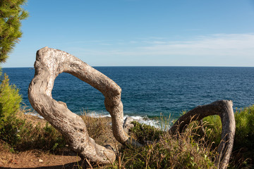 Old weathered branch at the sea shore. Saint-Jean-Cap-Ferrat, French Riviera, France. 