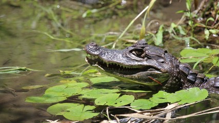 caiman sun bathing in costa rica