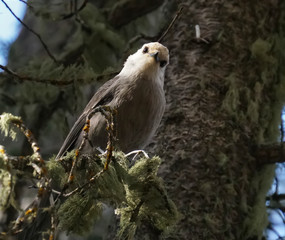 A small Canada Jay sits on a tree branch that is covered in moss and looks at the camera.
