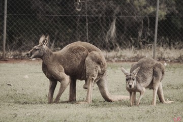 group of deer