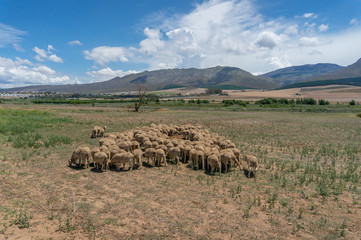 Flock of sheep on a paddock with grass. Farmland nature background
