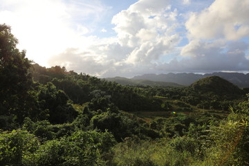 Fototapeta na wymiar Karibischer Wald