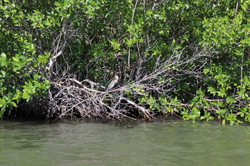 Mangroven