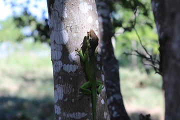Chamäleon beim Essen