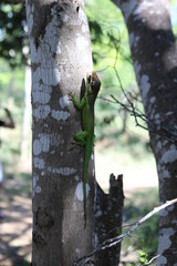 Chamäleon beim essen