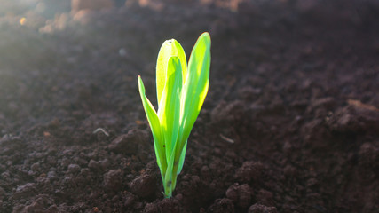 Corn seedlings with sunlight Thailand