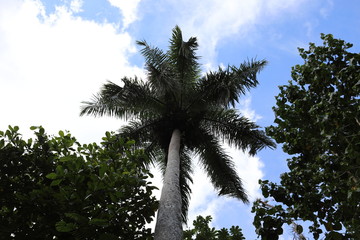 Palme Real in Kuba
