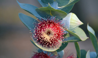 Large red blossom and bud of the Australian native Mottlecah, Eucalyptus macrocarpa, family...