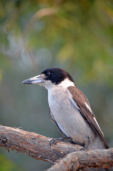 Australian native Grey Butcherbird, Cracticus torquatus, family Artamidae, perched in a tree in Sydney, NSW. Found in all Australian states and Territories