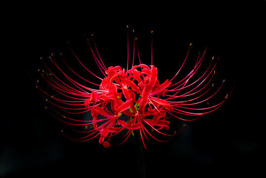 彼岸花 の画像 27 485 件の Stock 写真 ベクターおよびビデオ Adobe Stock 彼岸花 の画像 27 485 件の Stock 写真 ベクターおよびビデオ Adobe Stock