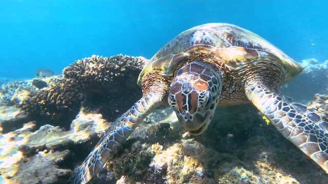 Head on / Face to a face shot of green sea turtle eating red seaweed on a pristine reef. Exotic island vacation, snorkelling or diving.