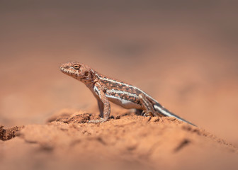 Wild mallee dragon (Ctenophorus fordi)