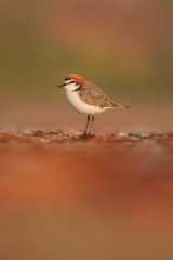 Red-capped Plover (Charadrius ruficapillus)