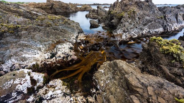 Time lapse of kelp in a rock pool on the South Wellington coast in New Zealand