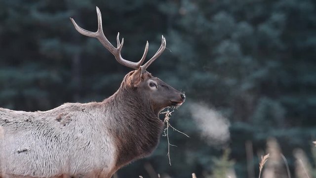 Elk breathing in cold air in Banff, Canada Video Clip 4k