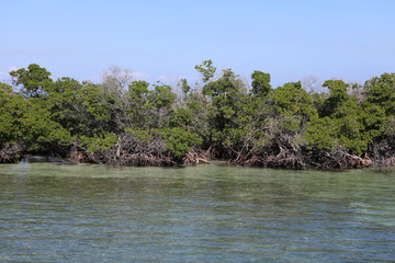 Mangrovenbäume