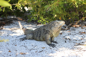 Wirtelschwanzleguane