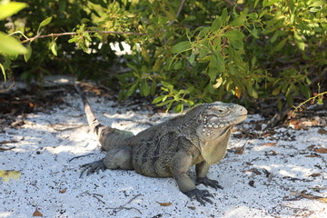 Wirtelschwanzleguane