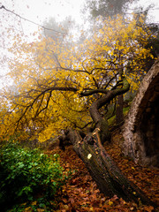 Fototapeta premium autumnal landscape with dry leaves on the ground and fog between the trees