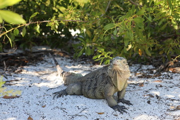 Wirtelschwanzleguane