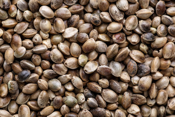  Many Cannabis seeds. Macro detail of marijuana seed. Organic Hemp seed. Hemp seeds background in macro.Medicinal cannabis with extract oil in a bottle