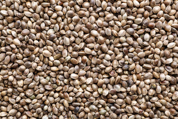 Many Cannabis seeds. Macro detail of marijuana seed. Organic Hemp seed. Hemp seeds background in macro.Medicinal cannabis with extract oil in a bottle
