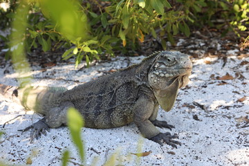Wirtelschwanzleguane