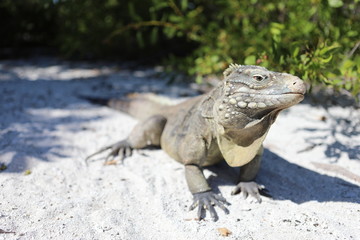 Wirtelschwanzleguane