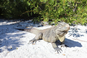 Wirtelschwanzleguane