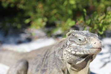 Wirtelschwanzleguane