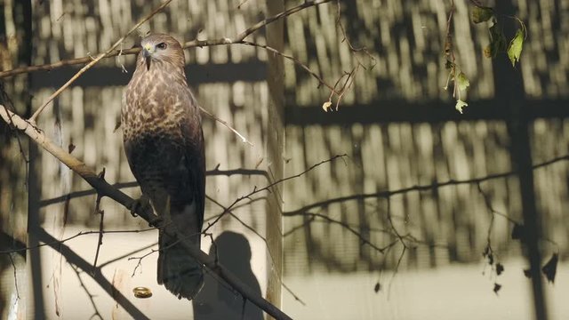 Hawk bird sitting on brach. ProRes 10 Bit mov.