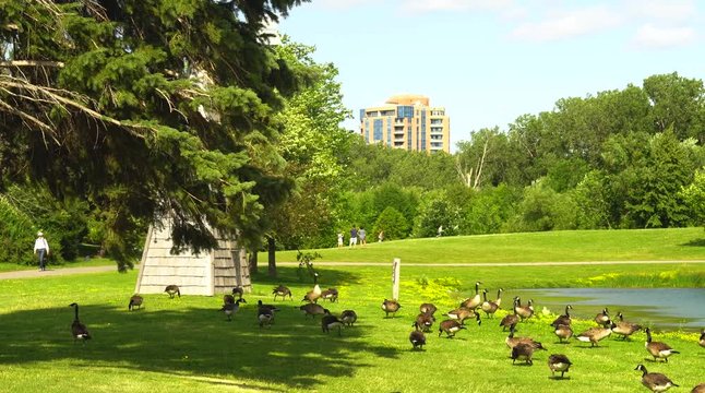 Cinematic gimbal shot of Canadian geese at Andrew Haydon Park during a summer day
