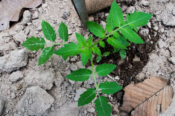 Planting tomatoes, the tomato leaves are green.