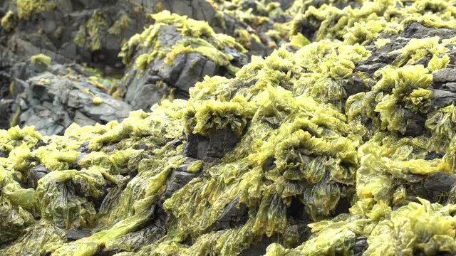 Close up of seaweed on rocks 