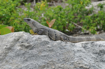 lizard on a rock