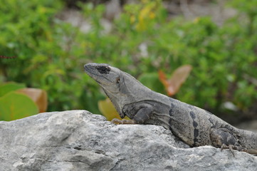 lizard on a rock