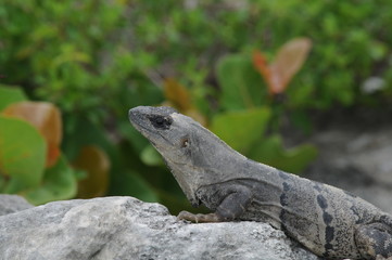lizard on a rock