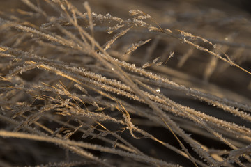 Macro photo of frozen hay covered with ice crystals.