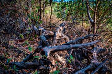 tree in the forest