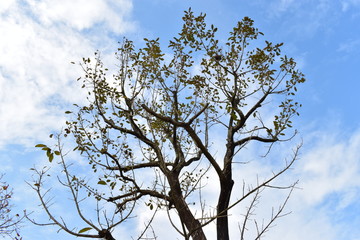 tree and blue sky