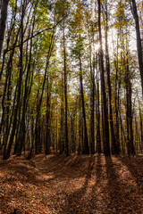 road in the forest at autumn