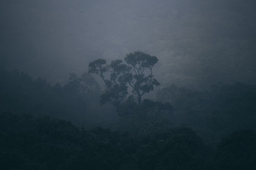 tropical forest landscape scene, dark tone